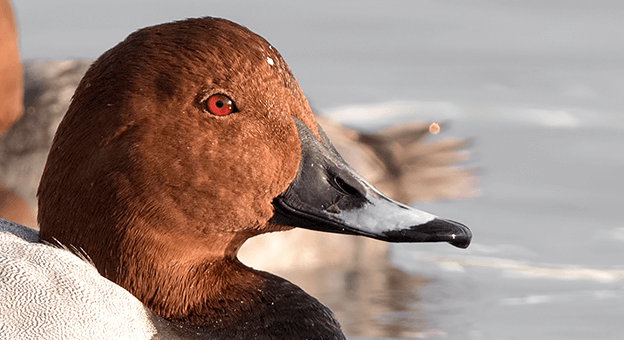 Nesli Tehlike Altındaki Kuşlara Ölüm Kararı