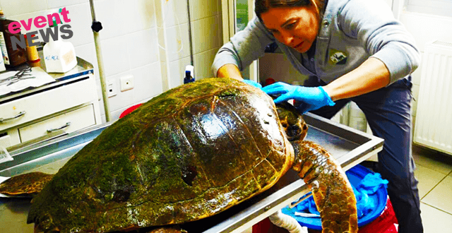Ateşli silahla vurulan caretta caretta için zamanla yarıştılar