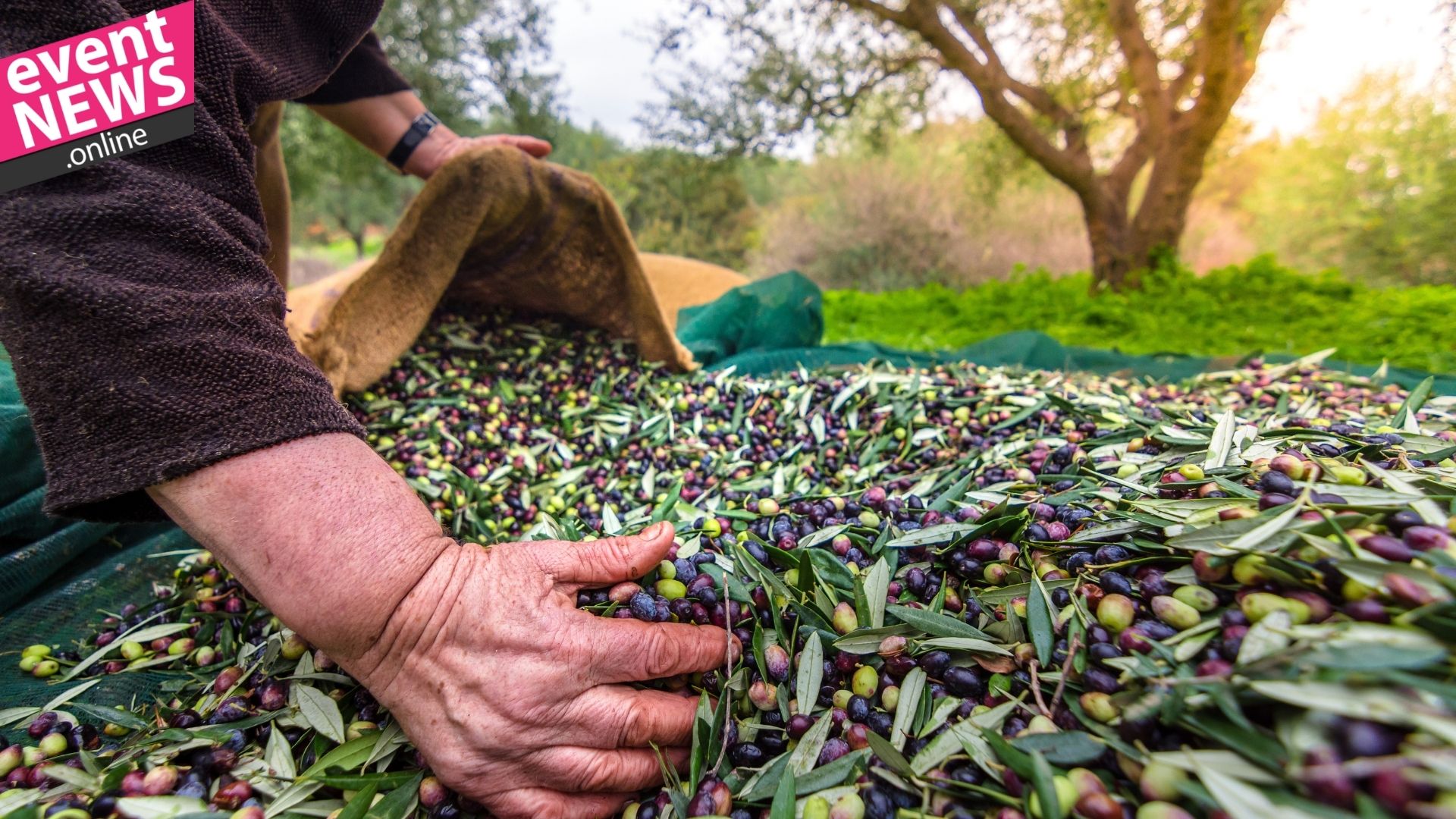 Sofralık Zeytin İhracatı 100 Bin Tona Koşuyor
