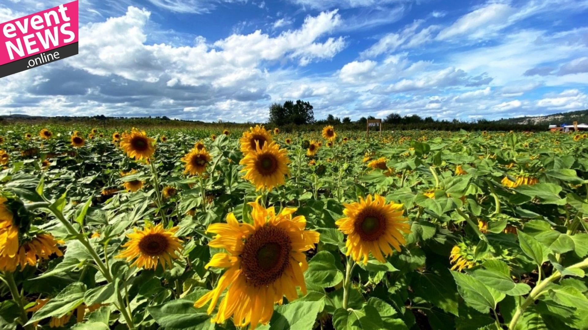 Avrupa’nın En Büyük Bahçesi, “Corn Maze Bahçe” Ağva’da Kuruluyor