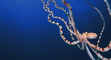 Ahtapotların Gizemli Dünyası' 22 Nisan Pazartesi günü ekranlarda  