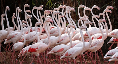 Dünya Flamingo Günü 28 Nisan'da kutlanıyor