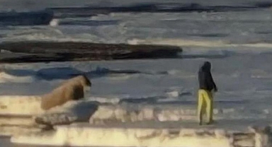 Norveç'ten dikkat çeken karar! Deniz aygırına yaklaşan turiste para cezası