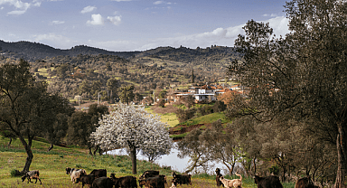 Orhanlı Köyü’nde Zeytin Hasadı Festivali: “Birlikte Kutlama, Birlikte Savunma”