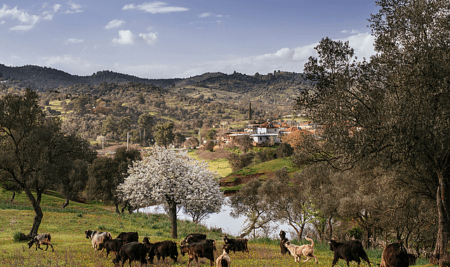 Orhanlı Köyü’nde Zeytin Hasadı Festivali: “Birlikte Kutlama, Birlikte Savunma”
